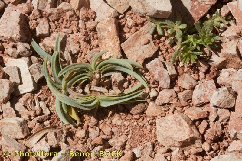 Bupleurum atlanticum habit