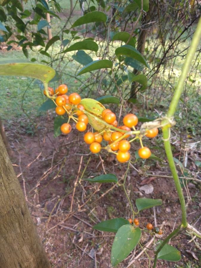 Smilax fluminensis fruit