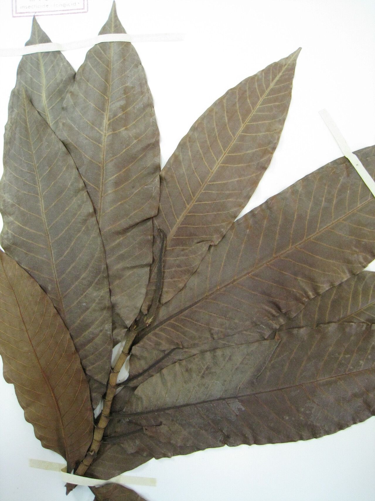 Triplaris weigeltiana other