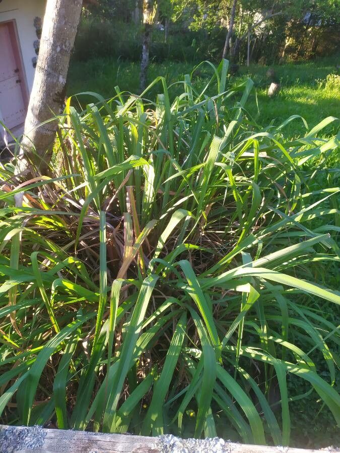 Cymbopogon nardus leaf