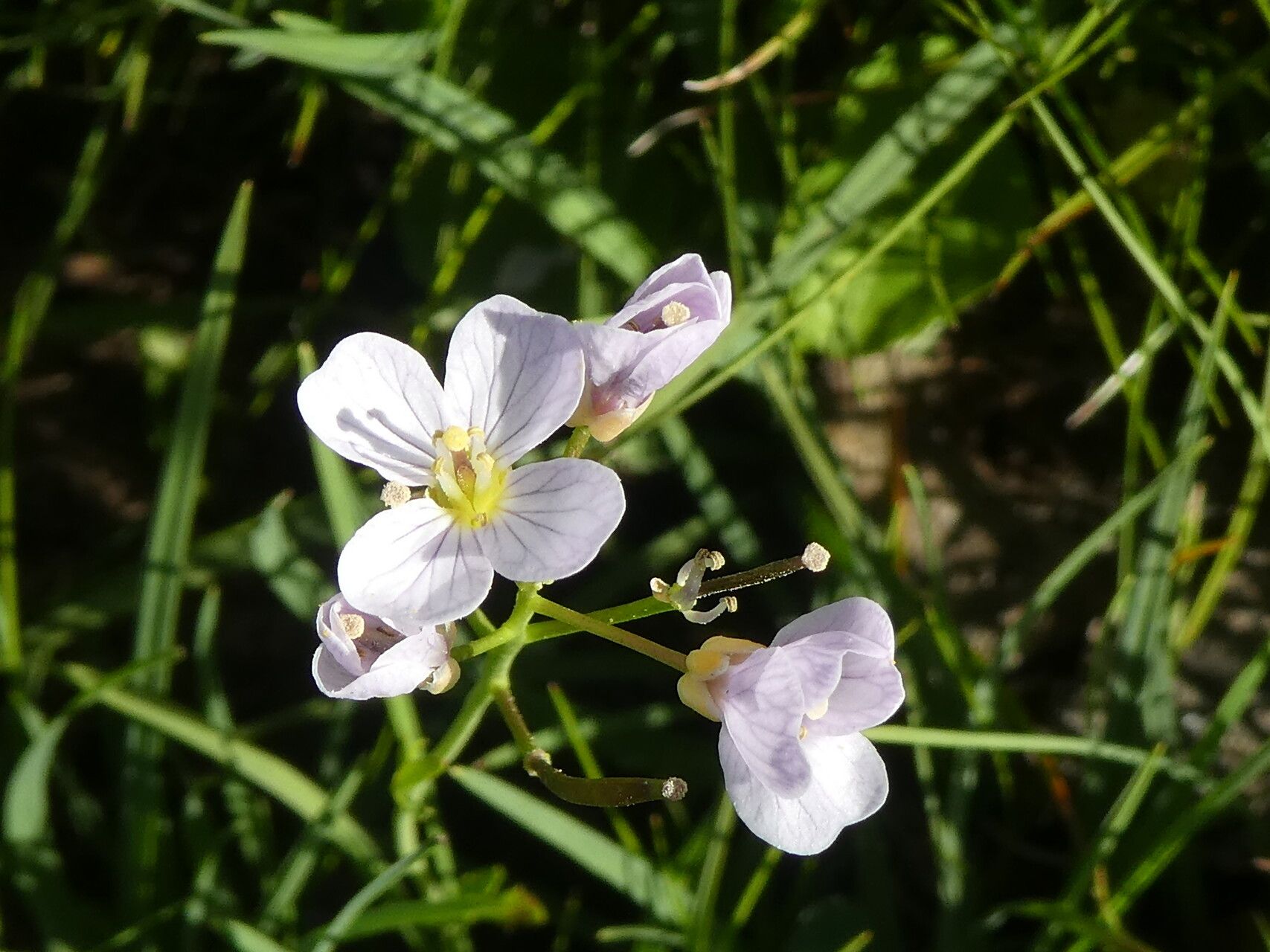 Cardamine crassifolia flower