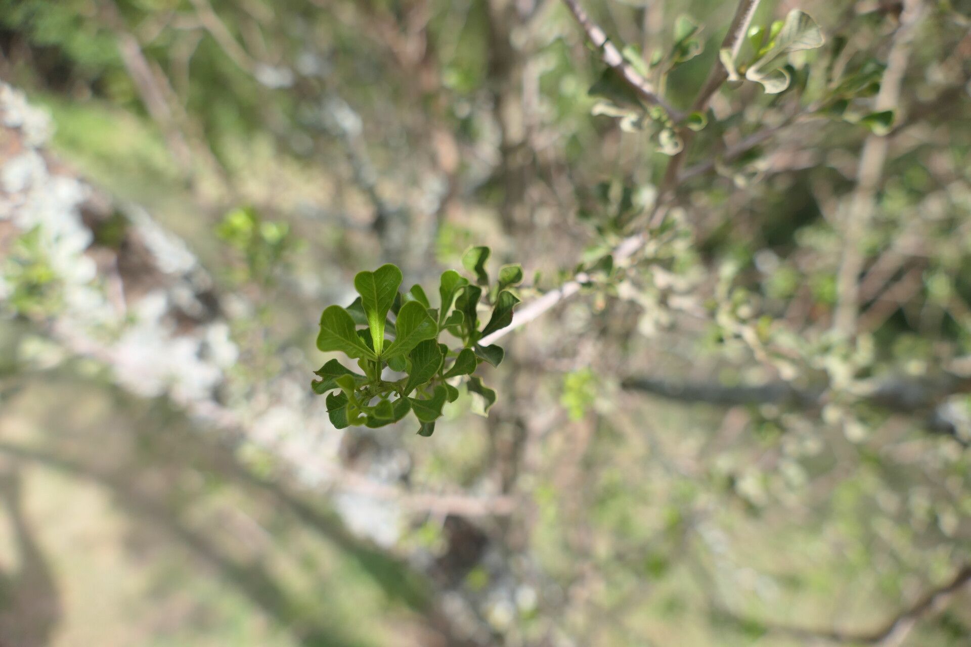Searsia burchellii leaf