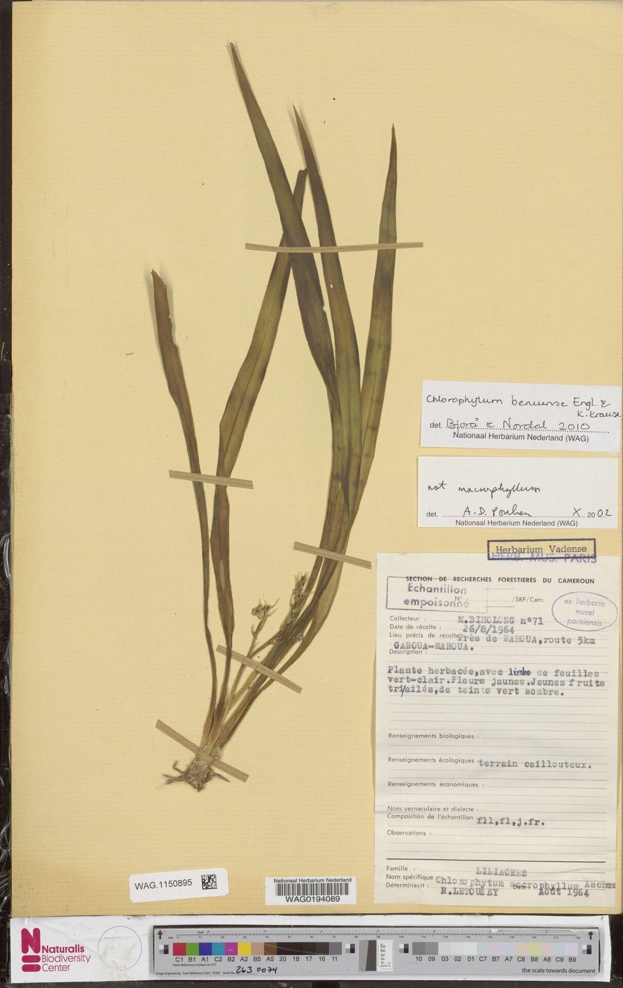 Chlorophytum benuense — search result for 'Chlorophytum'