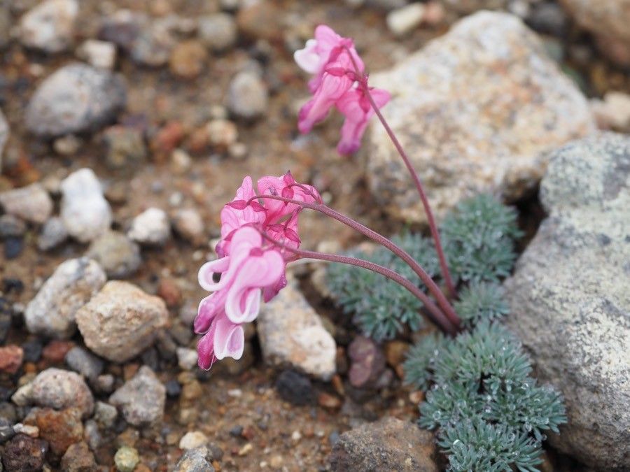 Dicentra peregrina flower