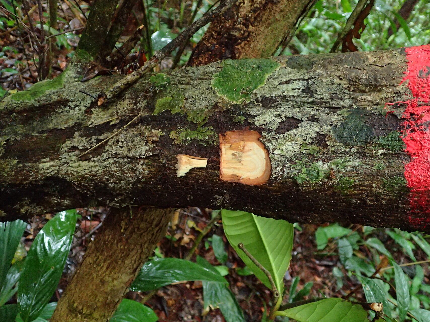 Hexalobus salicifolius bark