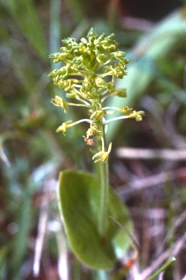 Malaxis unifolia — search result for 'Dominican Republic'