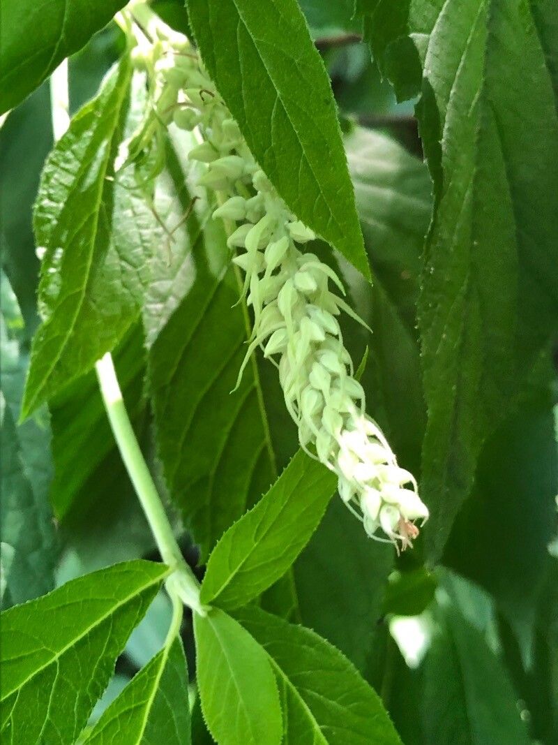 Clethra acuminata flower