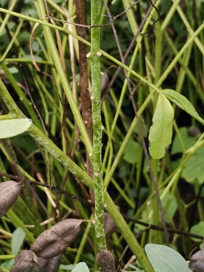 Baptisia bicolor bark