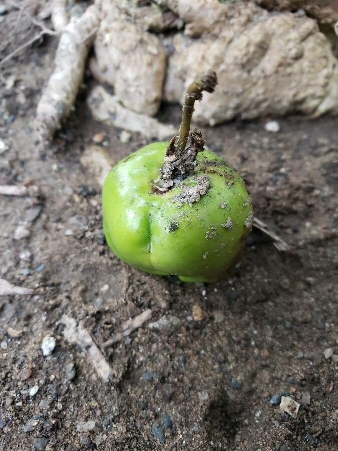 Cascabela thevetioides fruit
