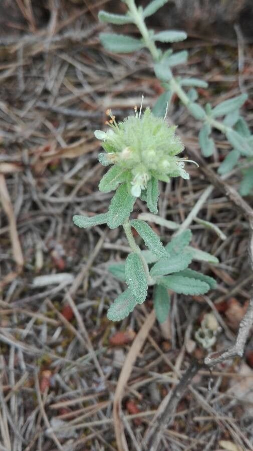 Teucrium murcicum — search result for 'Teucrium'