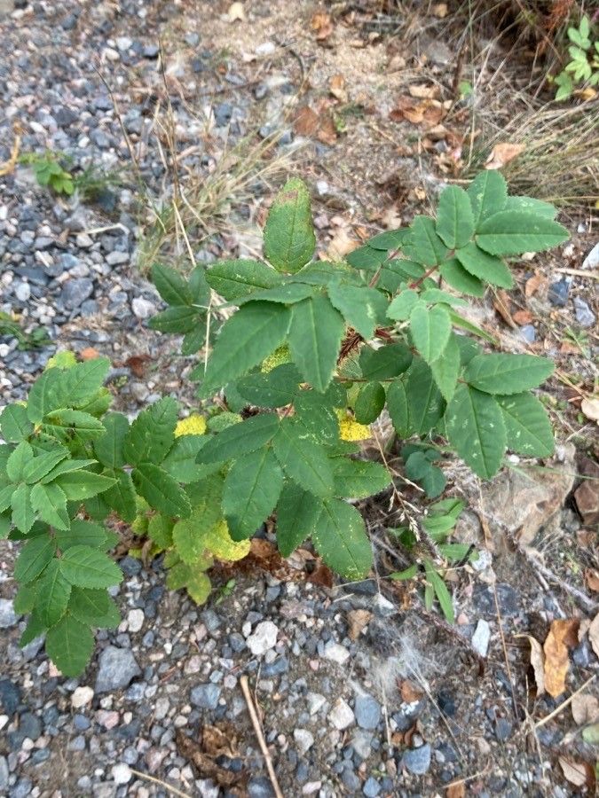 Rosa acicularis