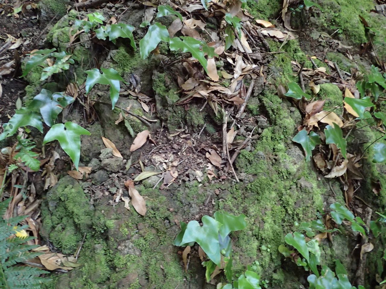 Asplenium hemionitis habit