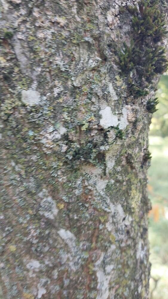 Aesculus × neglecta bark