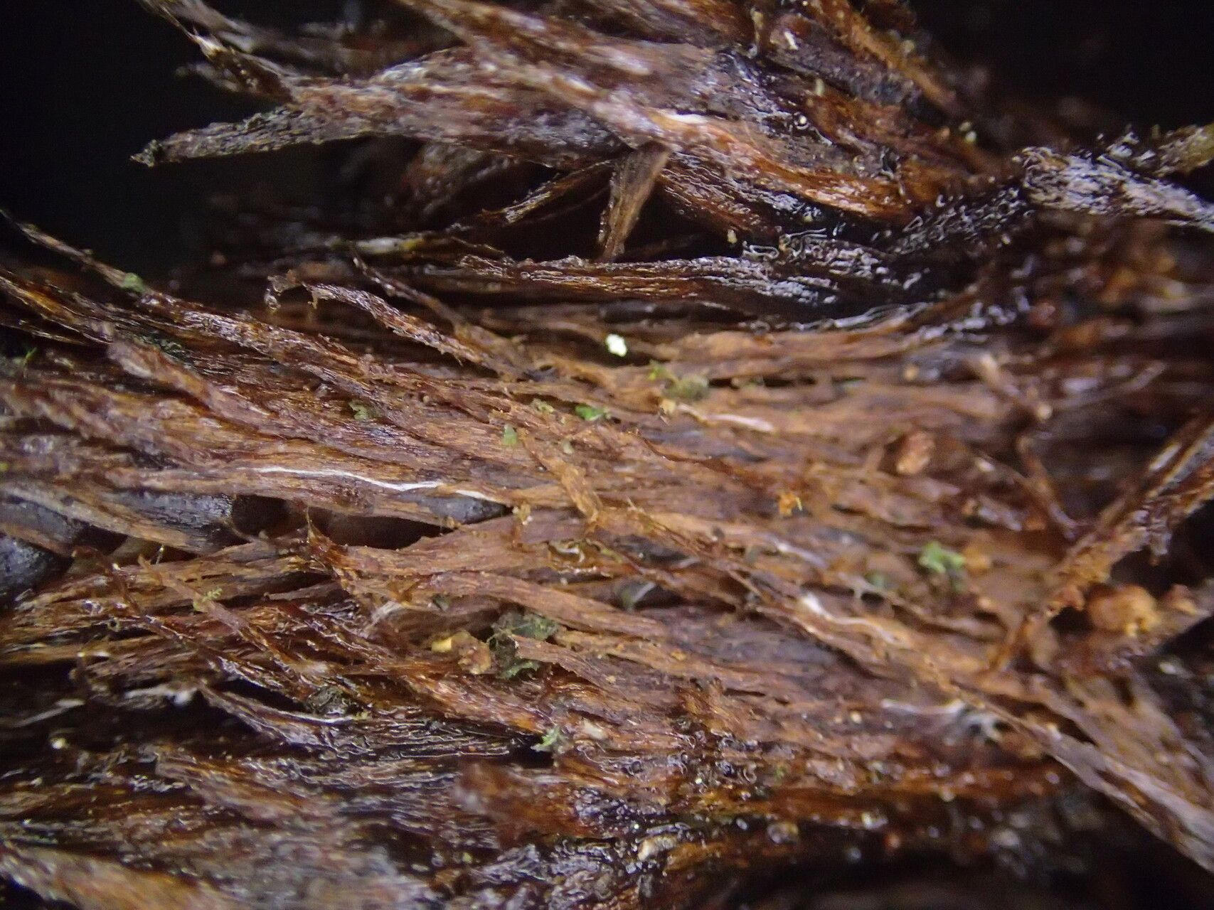 Lomariopsis muriculata other