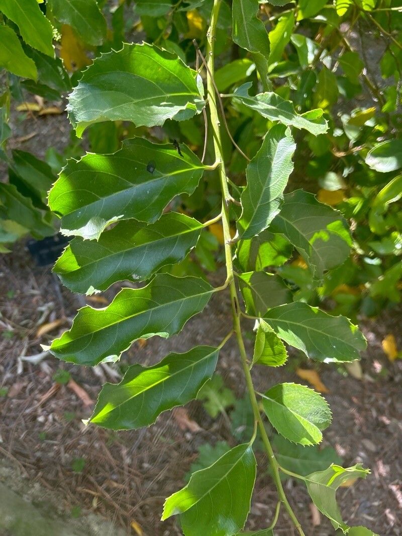 Itea yunnanensis — search result for 'Itea'