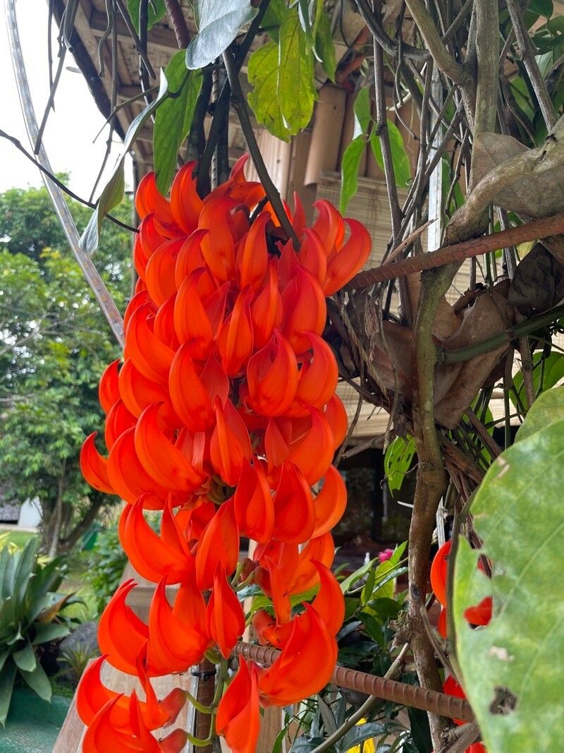 Mucuna bennettii — search result for 'Papua New Guinea'