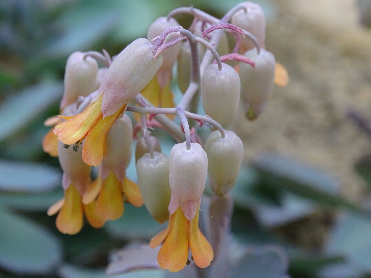 Kalanchoe eriophylla flower