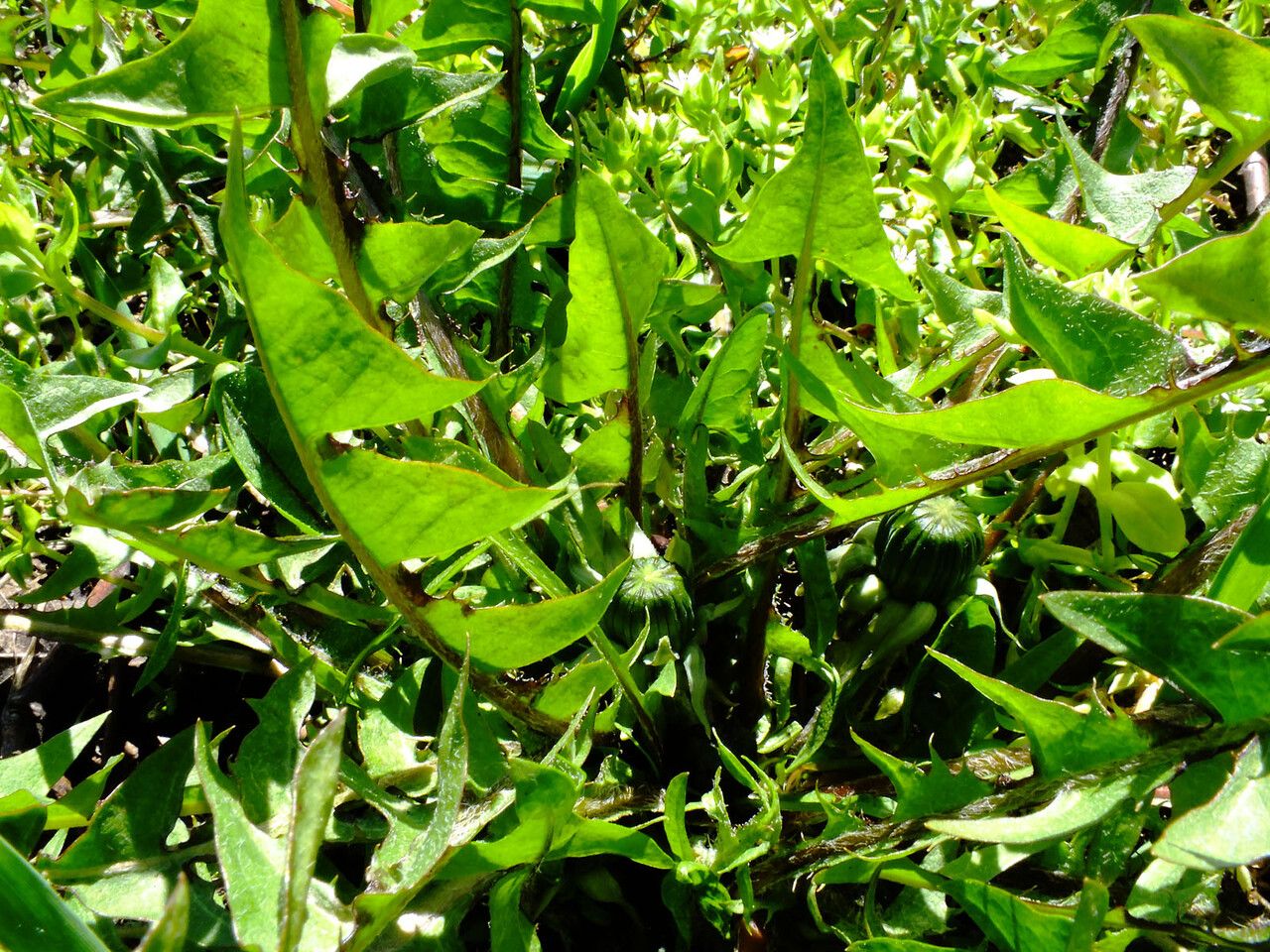 Taraxacum taraxacoides leaf