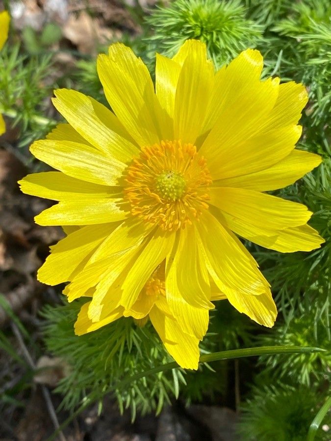Adonis vernalis flower