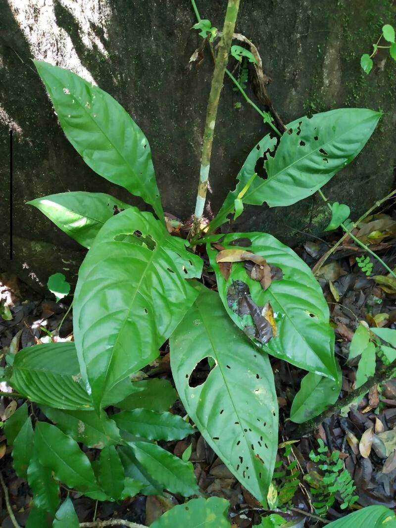 Anthurium acutifolium