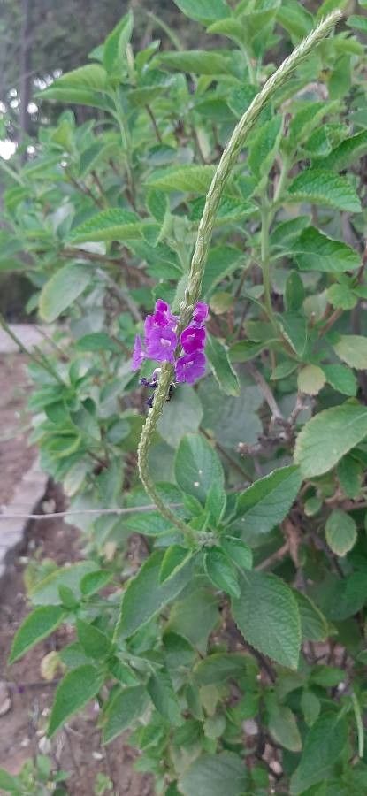 Stachytarpheta frantzii flower