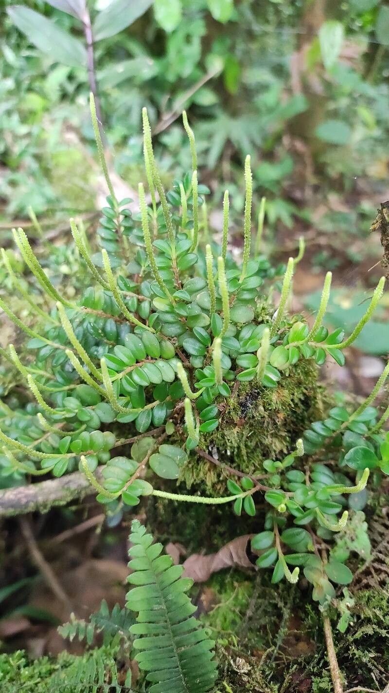 Peperomia gleicheniiformis leaf