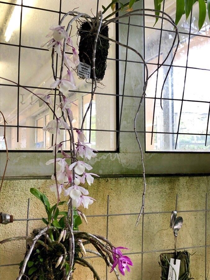 Dendrobium aphyllum habit