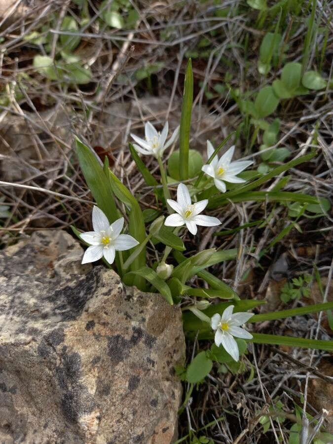 Ornithogalum montanum — search result for 'Ornithogalum'