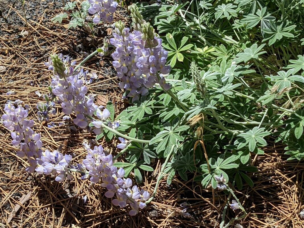 Lupinus formosus — search result for 'Lupinus'