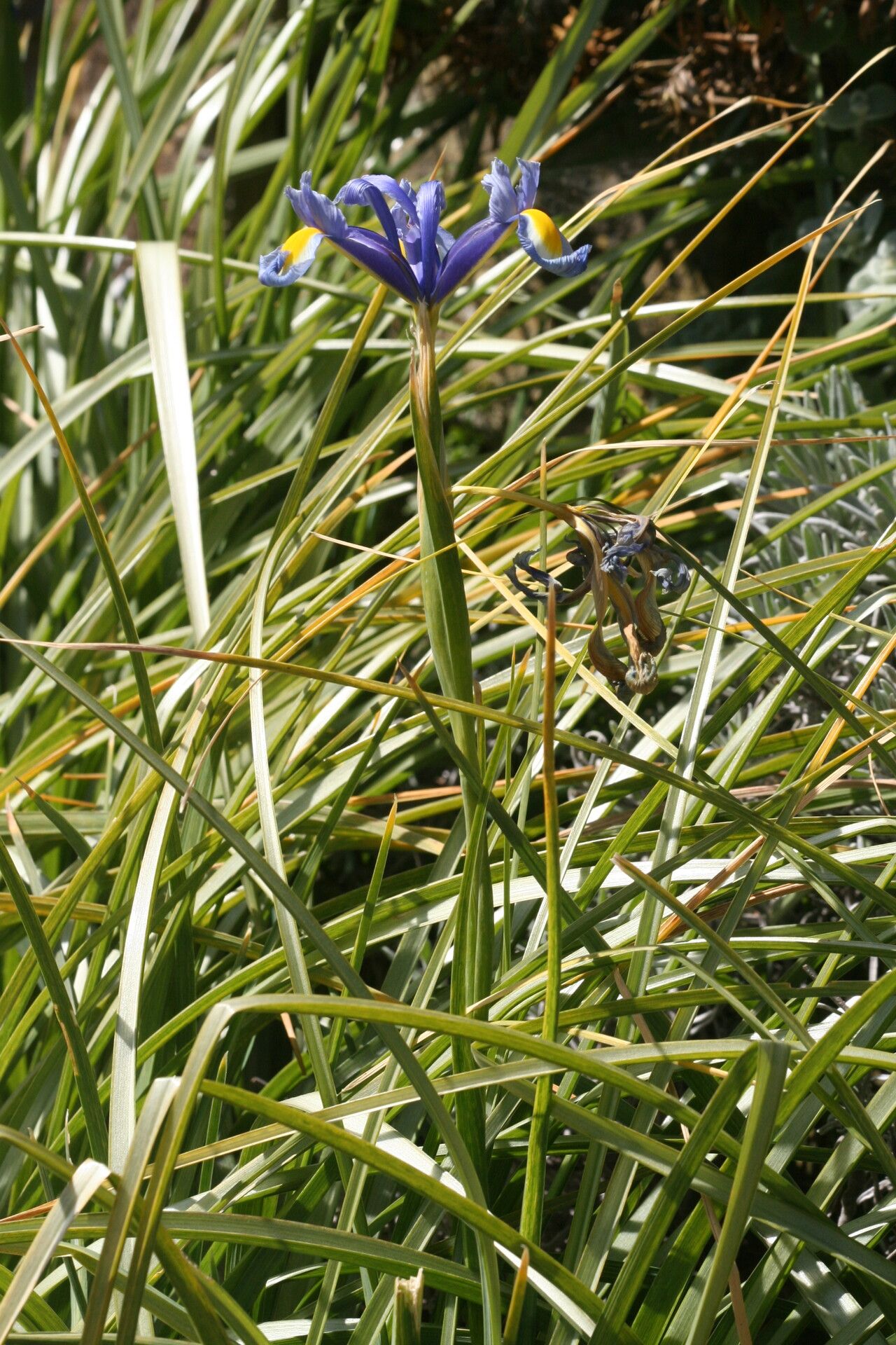 Iris tingitana — houseplant care guide