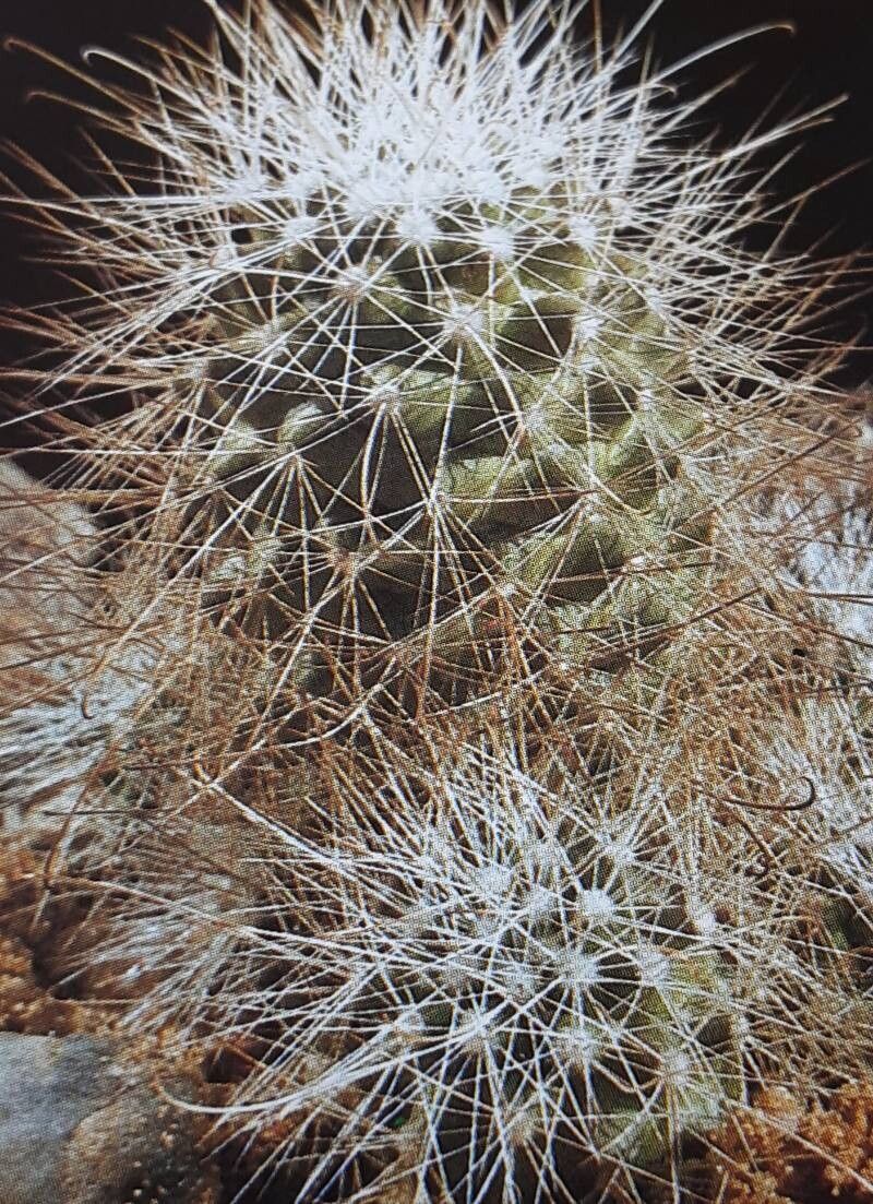 Cochemiea setispina habit