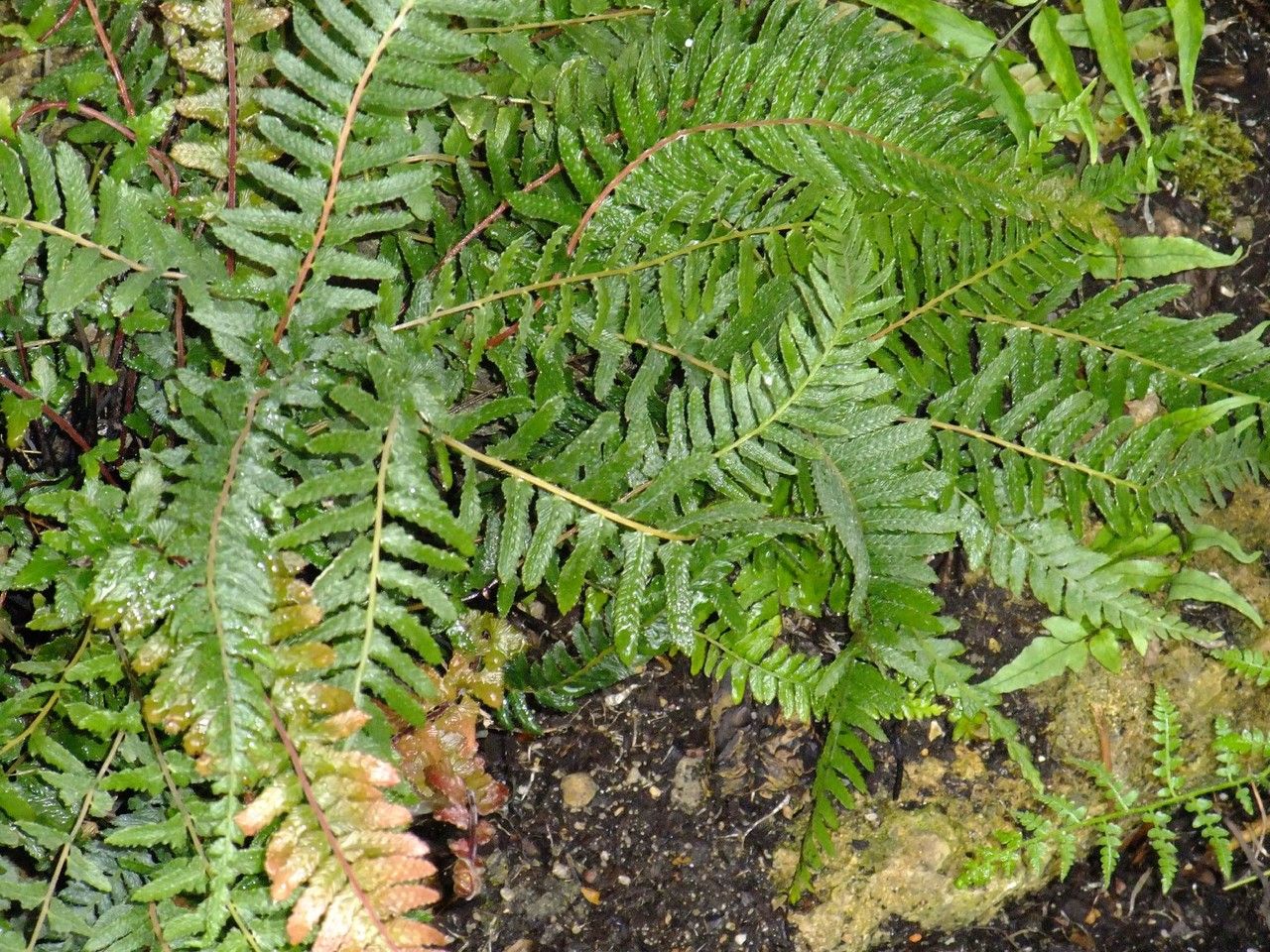 Blechnum dives — houseplant care guide