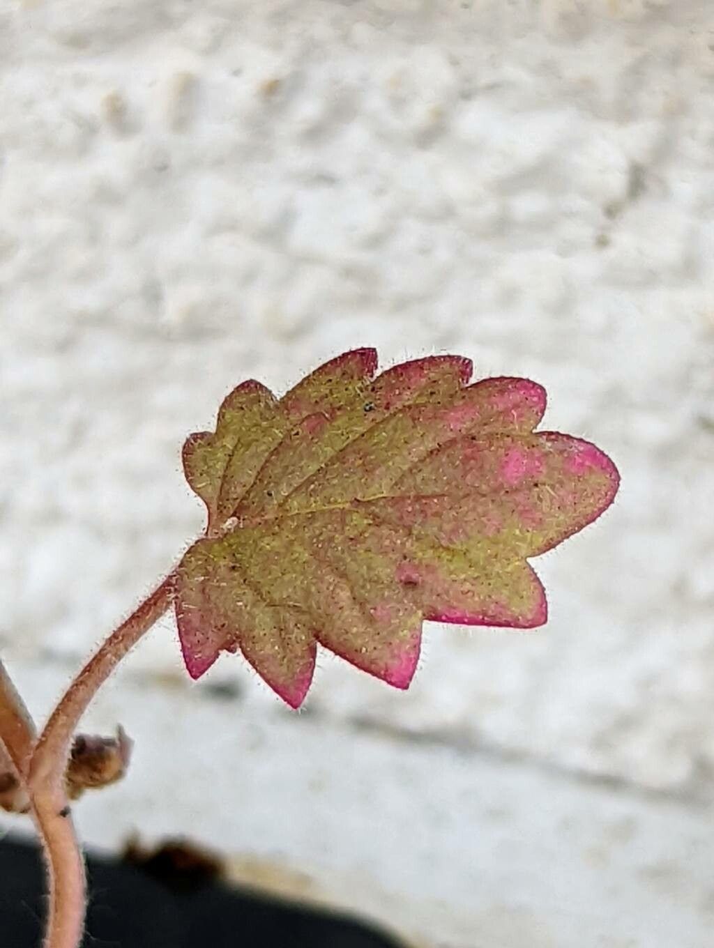 Phacelia campanularia leaf