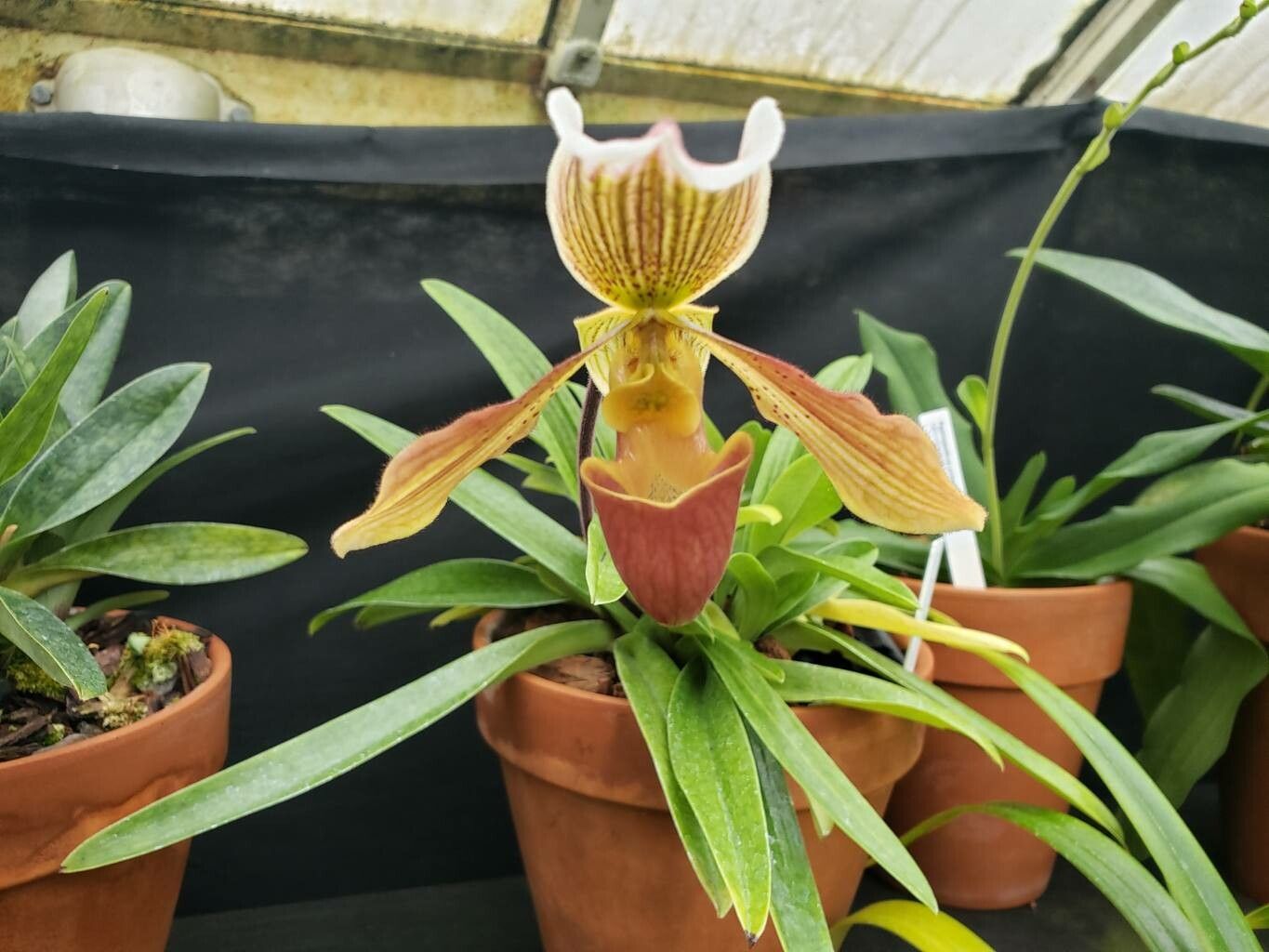 Paphiopedilum lawrenceanum flower