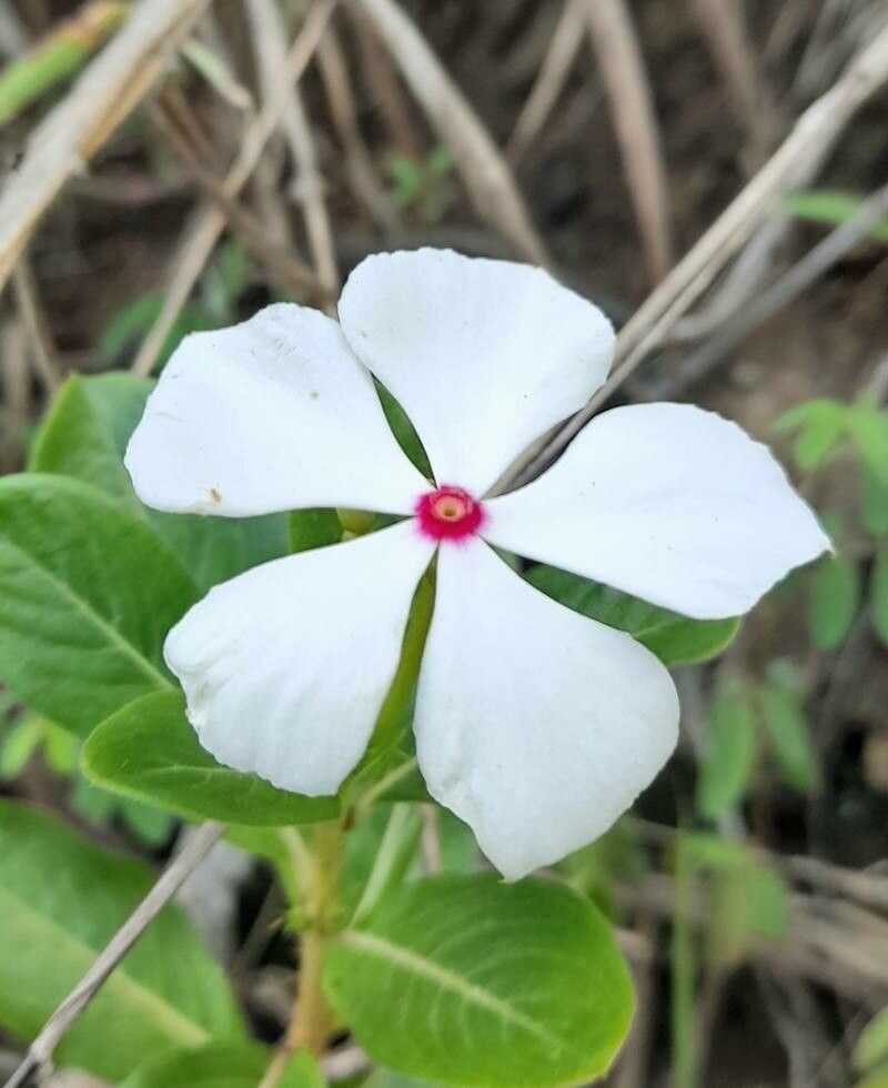 Catharanthus coriaceus flower