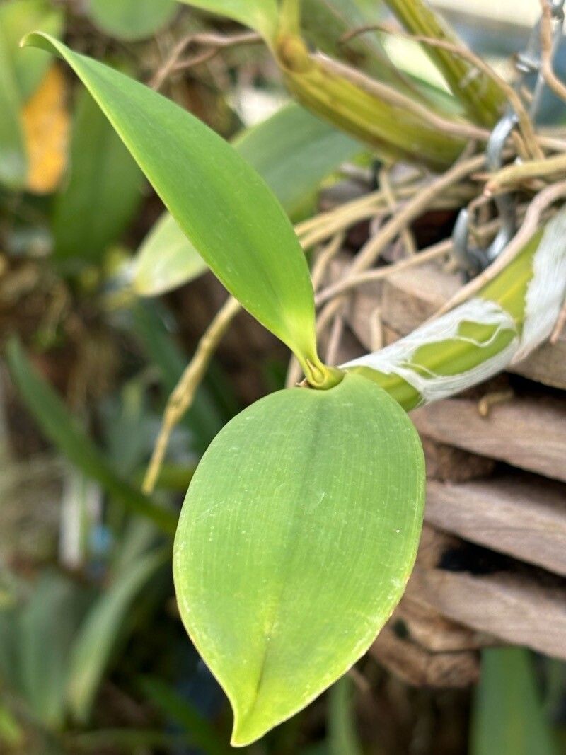 Myrmecophila thomsoniana — related species from the same genus