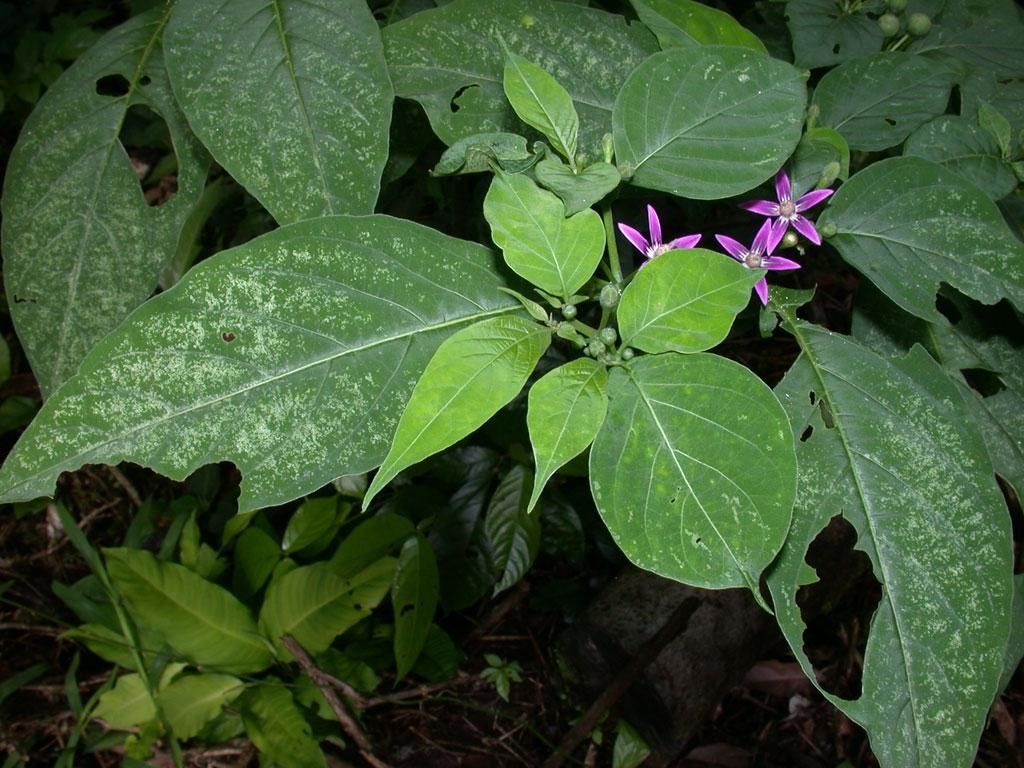 Lycianthes heteroclita leaf
