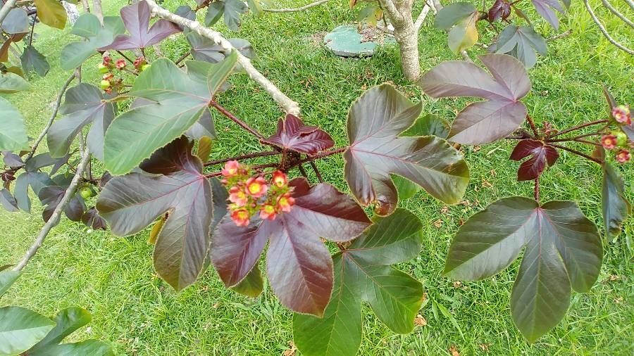 Jatropha gossypiifolia flower