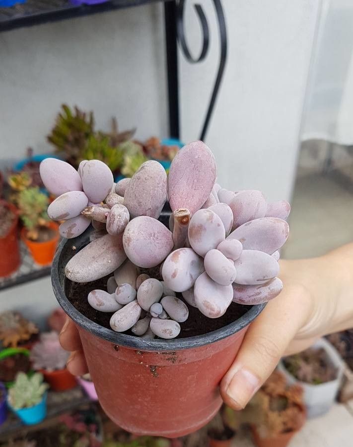 Sedum craigii — houseplant care guide