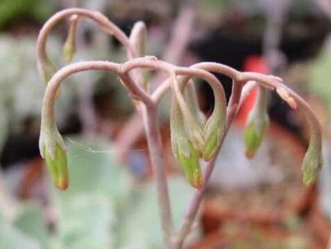 Adromischus phillipsiae flower