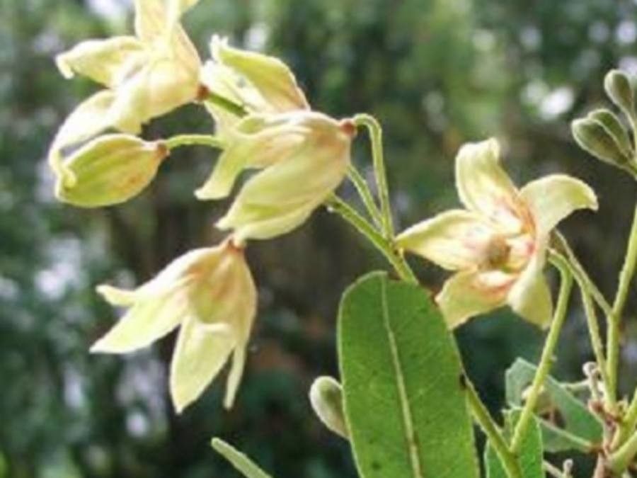 Sterculia alexandri — related species from the same genus