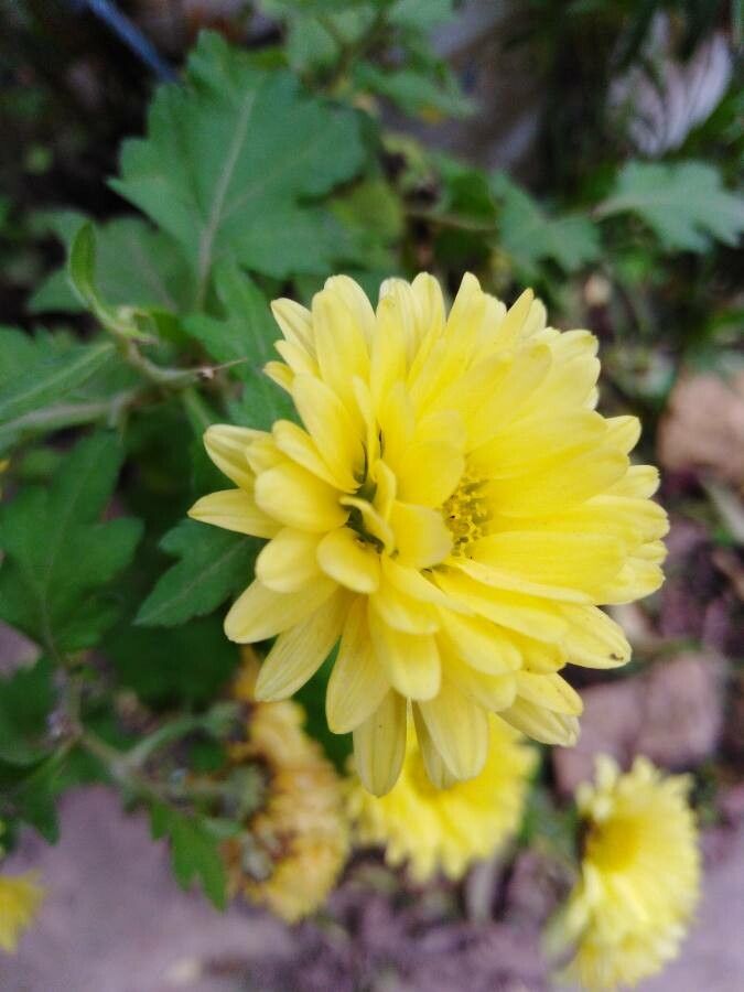 Dendranthema grandiflorum fruit
