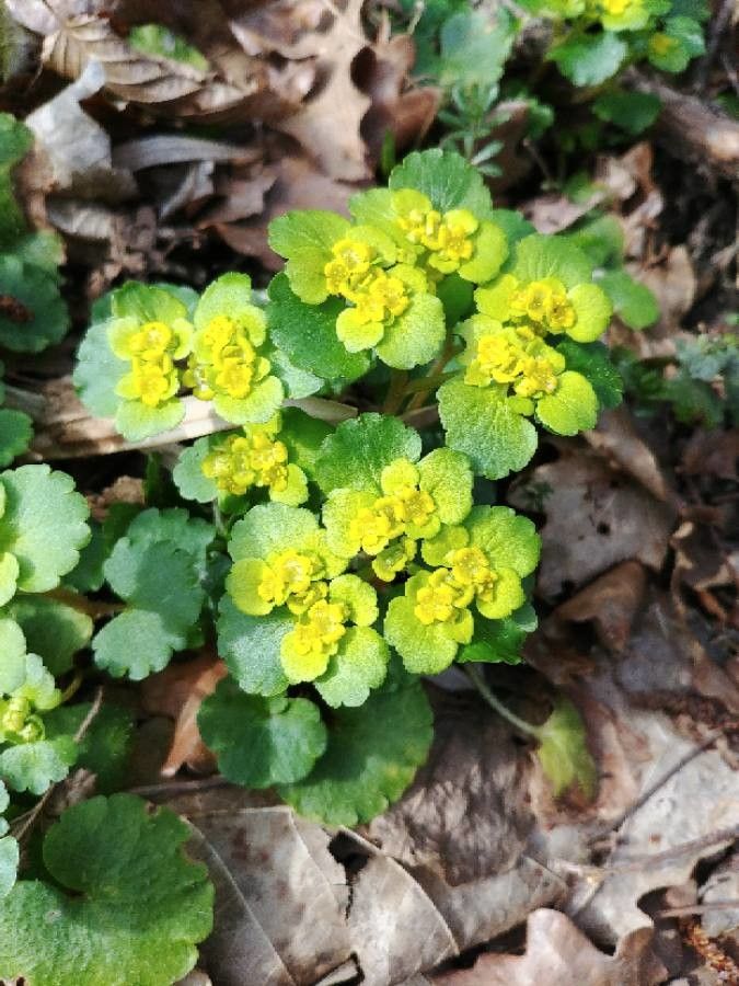 Chrysosplenium oppositifolium flower