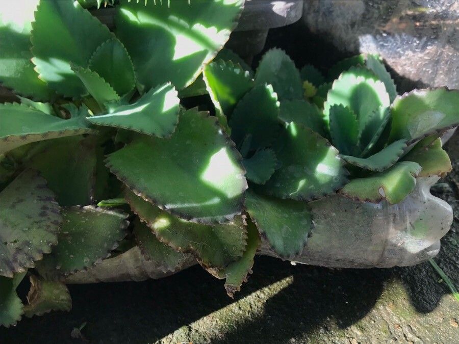 Kalanchoe ceratophylla — search result for 'Kalanchoe'