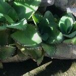 Kalanchoe ceratophylla