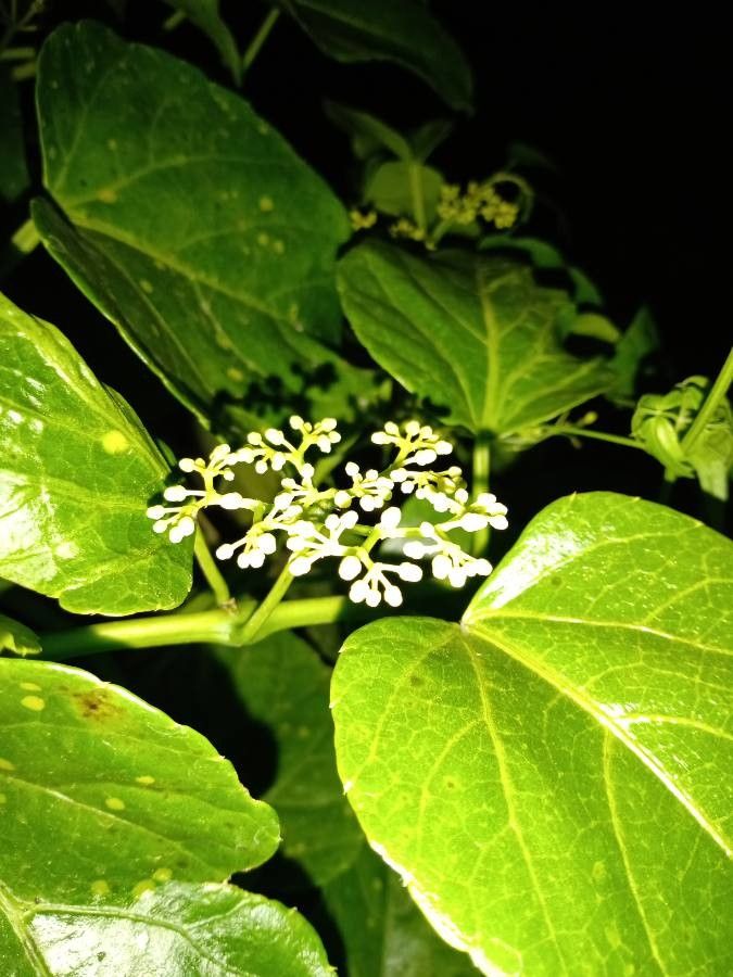 Cissus verticillata flower