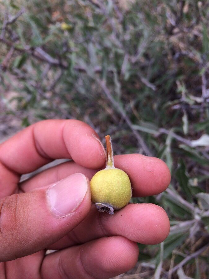Pyrus caucasica fruit