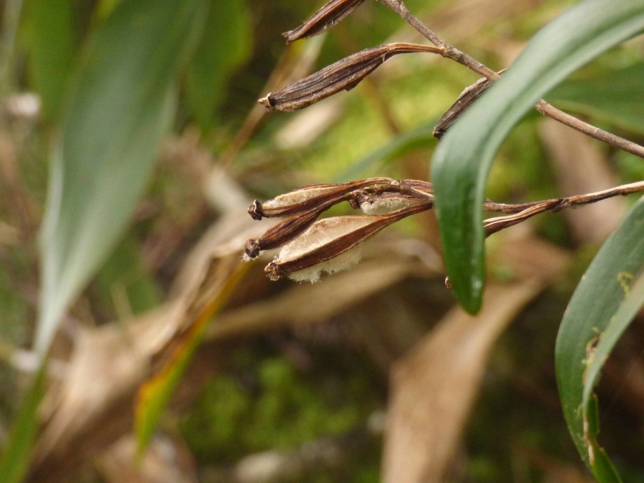 Beclardia macrostachya fruit