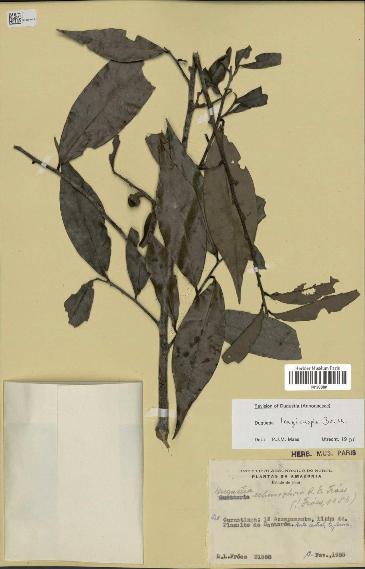 Duguetia longicuspis — houseplant care guide