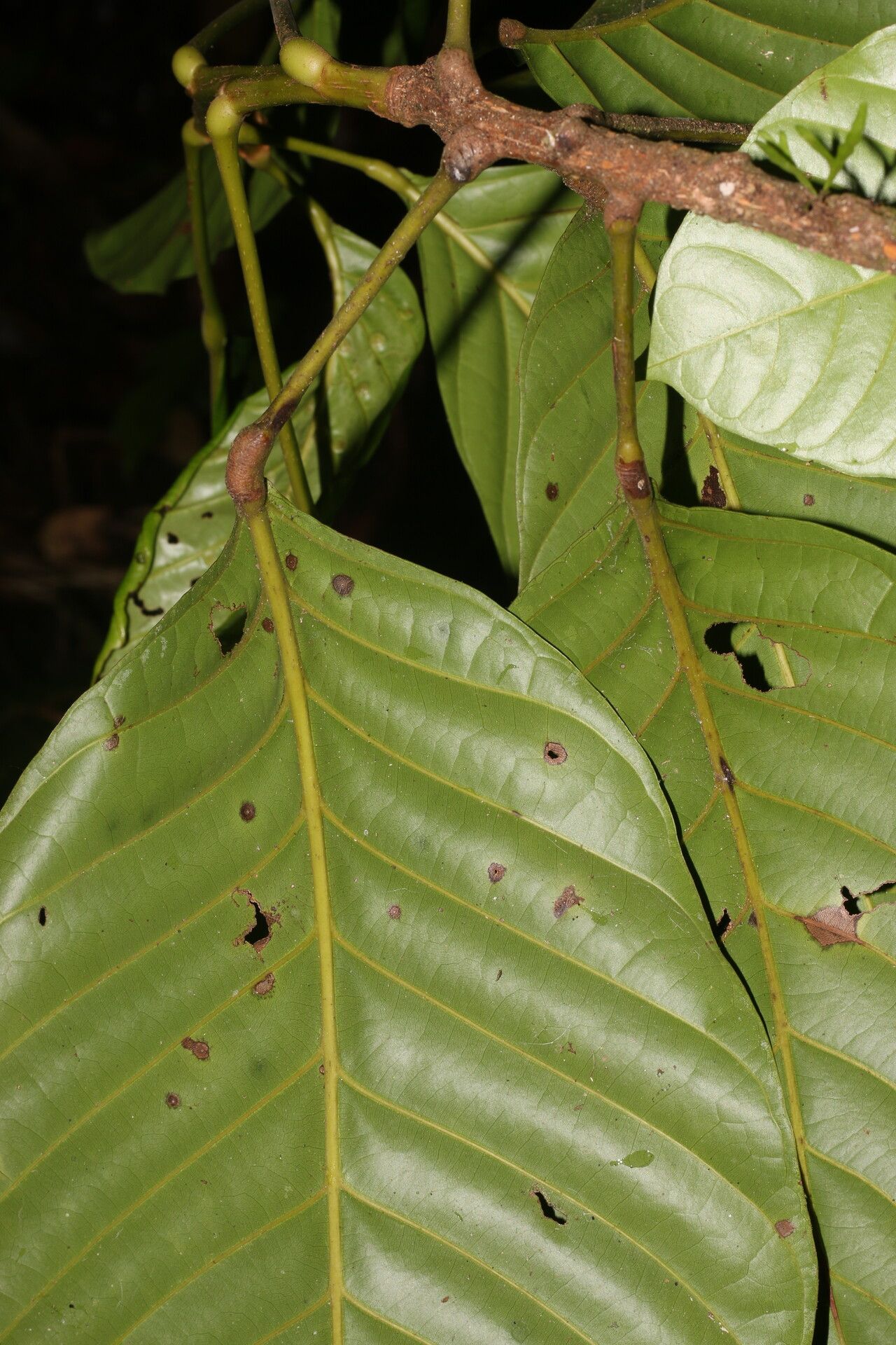 Sloanea laevigata leaf